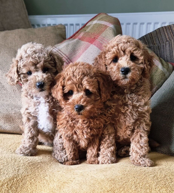 Ready to leave, Hypoallergenic Maltipoo girls