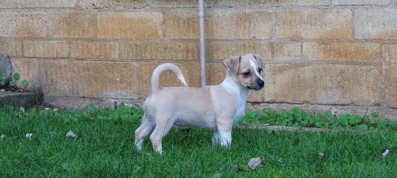 Last boy Chihuahua left