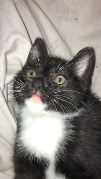 Kitten