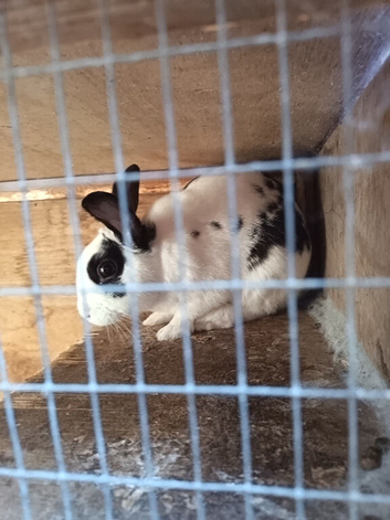 2 brother rabbits