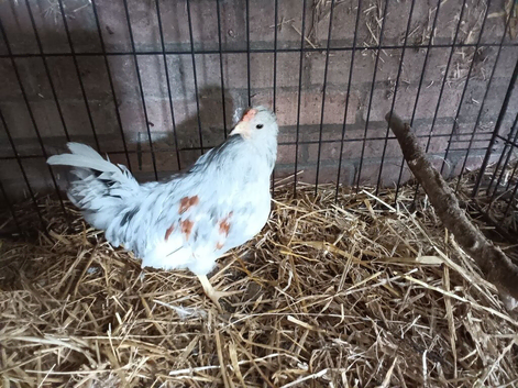 Lovely young Splash fantail cockerel