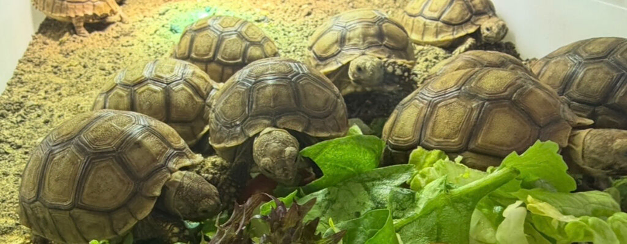 Baby sulcarta Tortoises