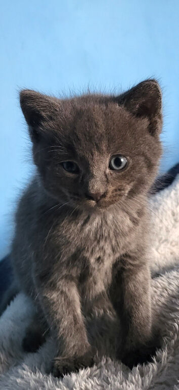 I have my kitten for sale hes 6 weeks old such a playful kitten.