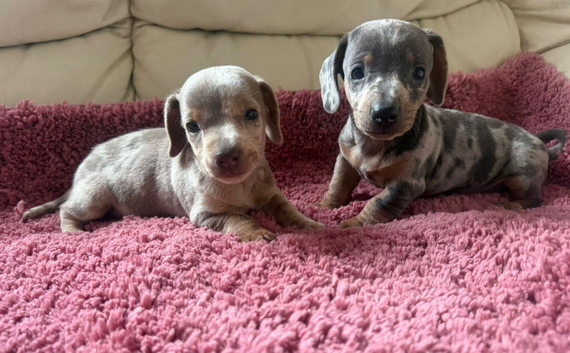 Miniature dachshund