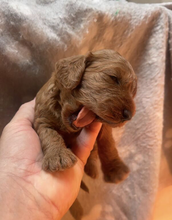 Cockapoo puppies reds boy an girls