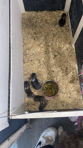 Lionhead X Chinchilla bunnies