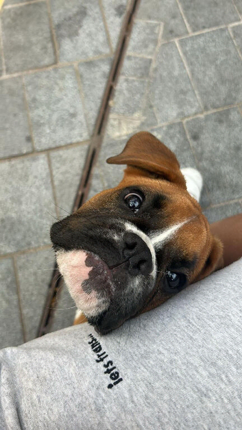 Beautiful 17-Month-Old Female Boxer &ndash; Coco