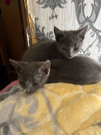 3 Russian blue kittens for sale