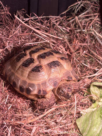 6 year old tortoise