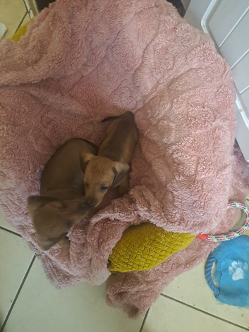Miniature dachshund pra clear 2 girls looking for loving home ready now