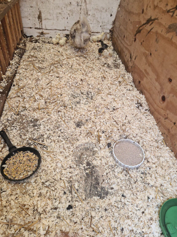 Chicken and 11 chicks