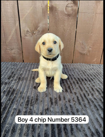 Goldador puppies 8 available 5 boys 3 girls