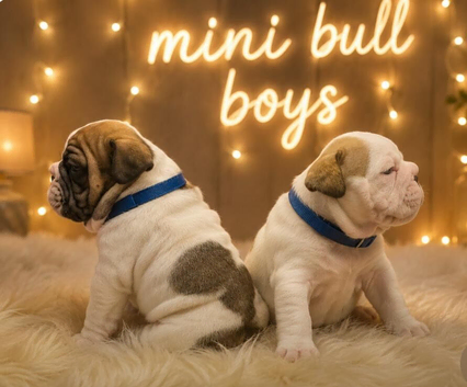 Stunning F1 Minibulls