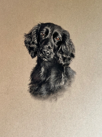 Pastel Portrait of black cocker spaniel - yours?