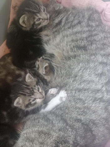Kittens ready June!