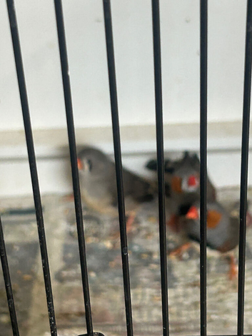 Normal Zebra Finches For Sale