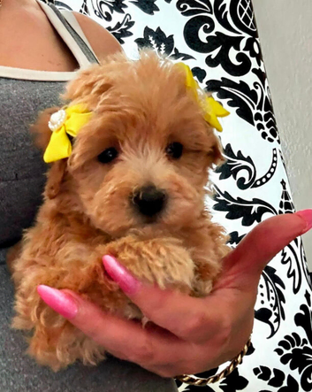 BEAUTIFUL KOREAN MALTIPOO GIRL. EXTRA MINI!!