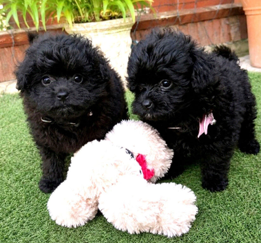Beautiful pomapoo puppies