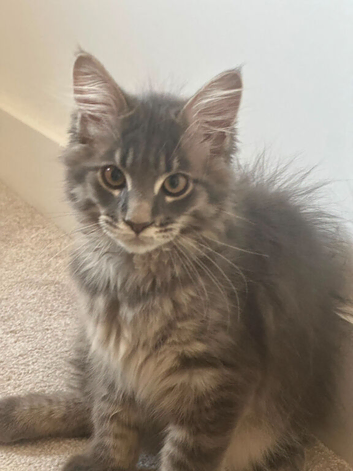MAINE COON SILVER BLUE TABBY KITTEN BOY FOR SALE