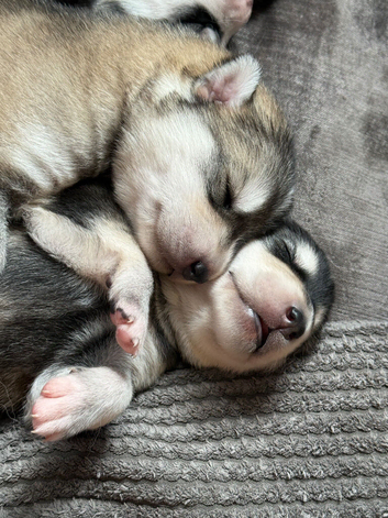 Husky mixed puppies from family home