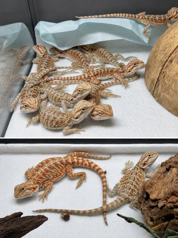 Baby bearded dragons