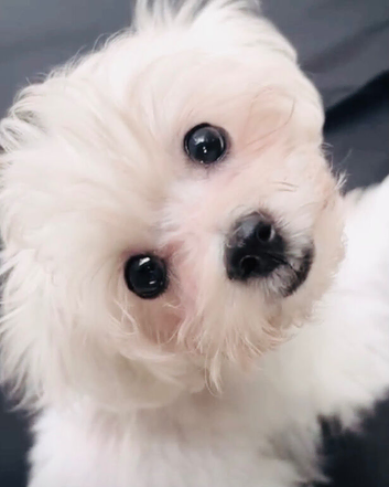 Female Maltese Puppy