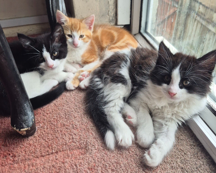 3 male kittens