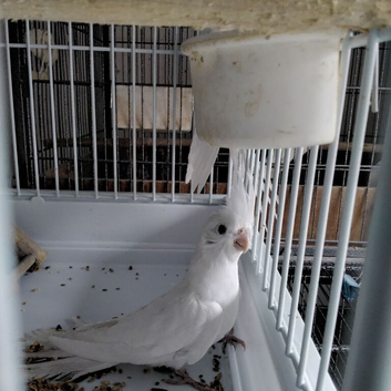 Male Cockatiel