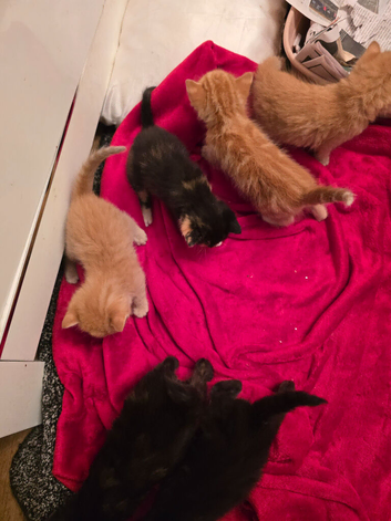 4 kittenwanting new homes