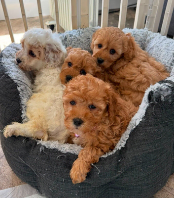 Toy Cavapoo Puppies