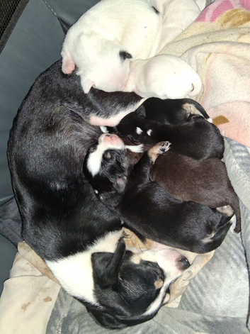 6 chihuahuas for sale