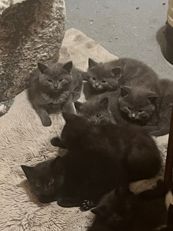 Gorgeous kittens