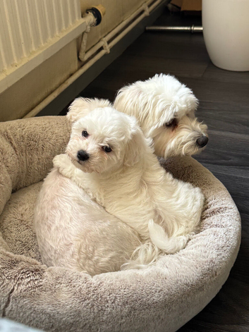 Pure breed Maltese puppies