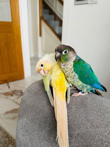 2 bonded conure parrots moon cheek/green cheek