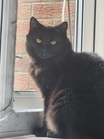 ***STILL AVALIABLE***  1 year old black meduim haired female