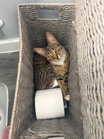 10 month old kitten