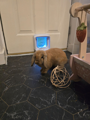 4 month Female golden lop rabbit INDOOR ONLY, FULLY LITTER TRAINED