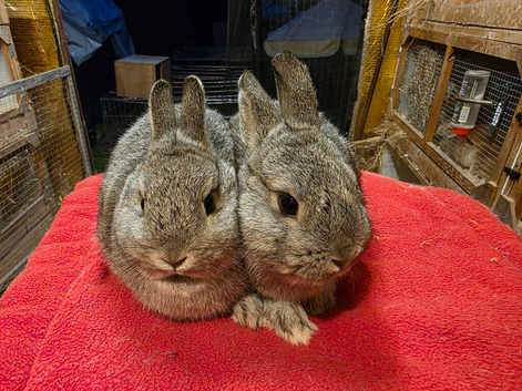 Netherland dwarfs