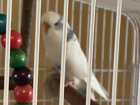 Female budgie for sale
