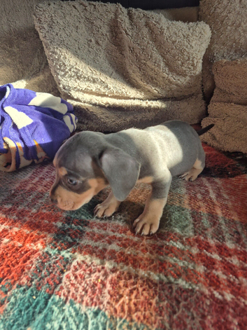 Daschund mix
