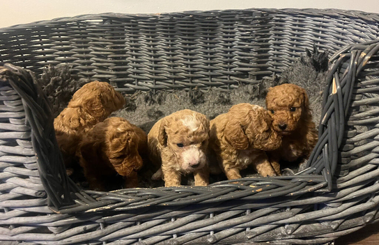 Beautiful miniature poochons puppies