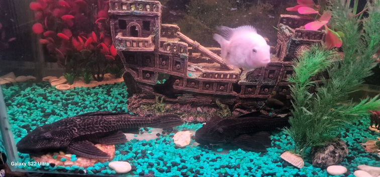 Pleco two
