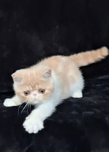 Exotic kittens