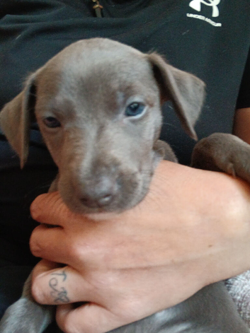 Italian greyhound x whippet puppies whiggies