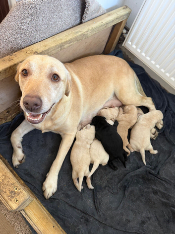 Gorgeous chunky Labrador puppies