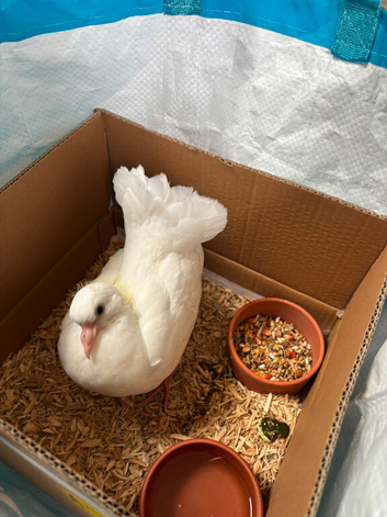 Pair baby fantail doves