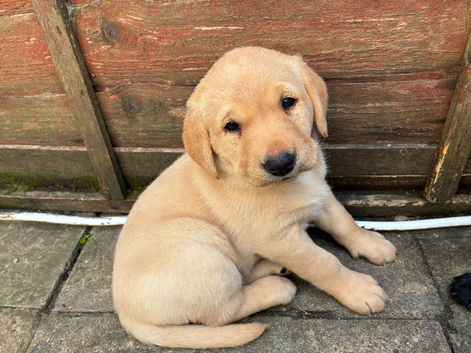 Labrador puppies