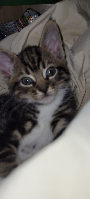 Adorable Bengal Cross Kittens &ndash; Flead, Wormed & Litter Trained