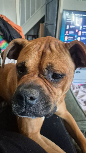 1 year old female