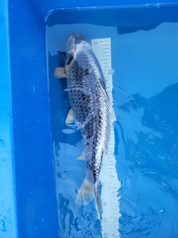 Japanese Beni Ginga Koi